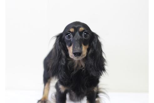 販売中のカニンヘンダックスフンド(ロングヘアード)の親犬